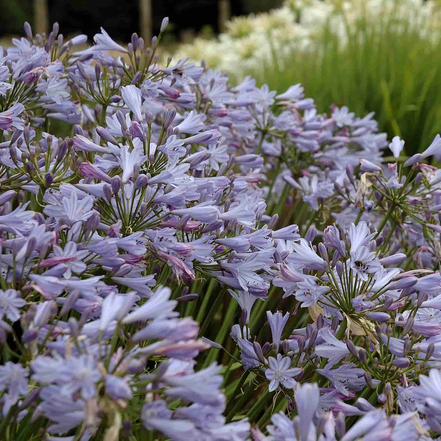 agapanthus-streamline