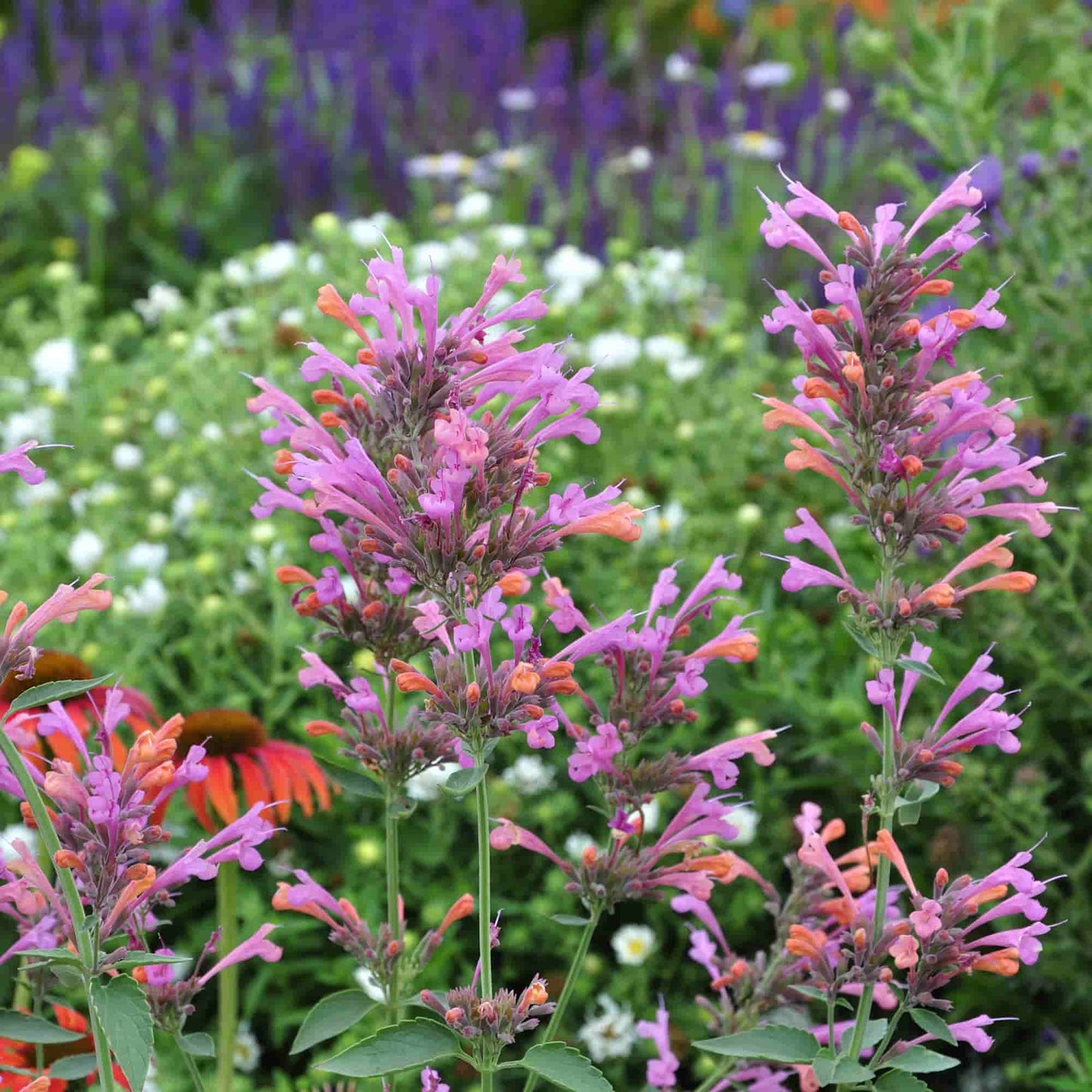 agastache-kiegabi