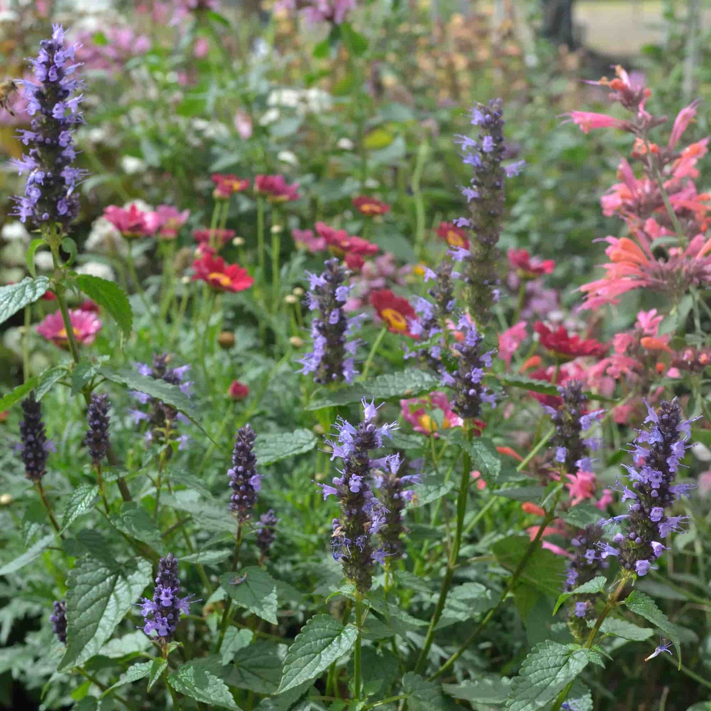agastache-little-adder