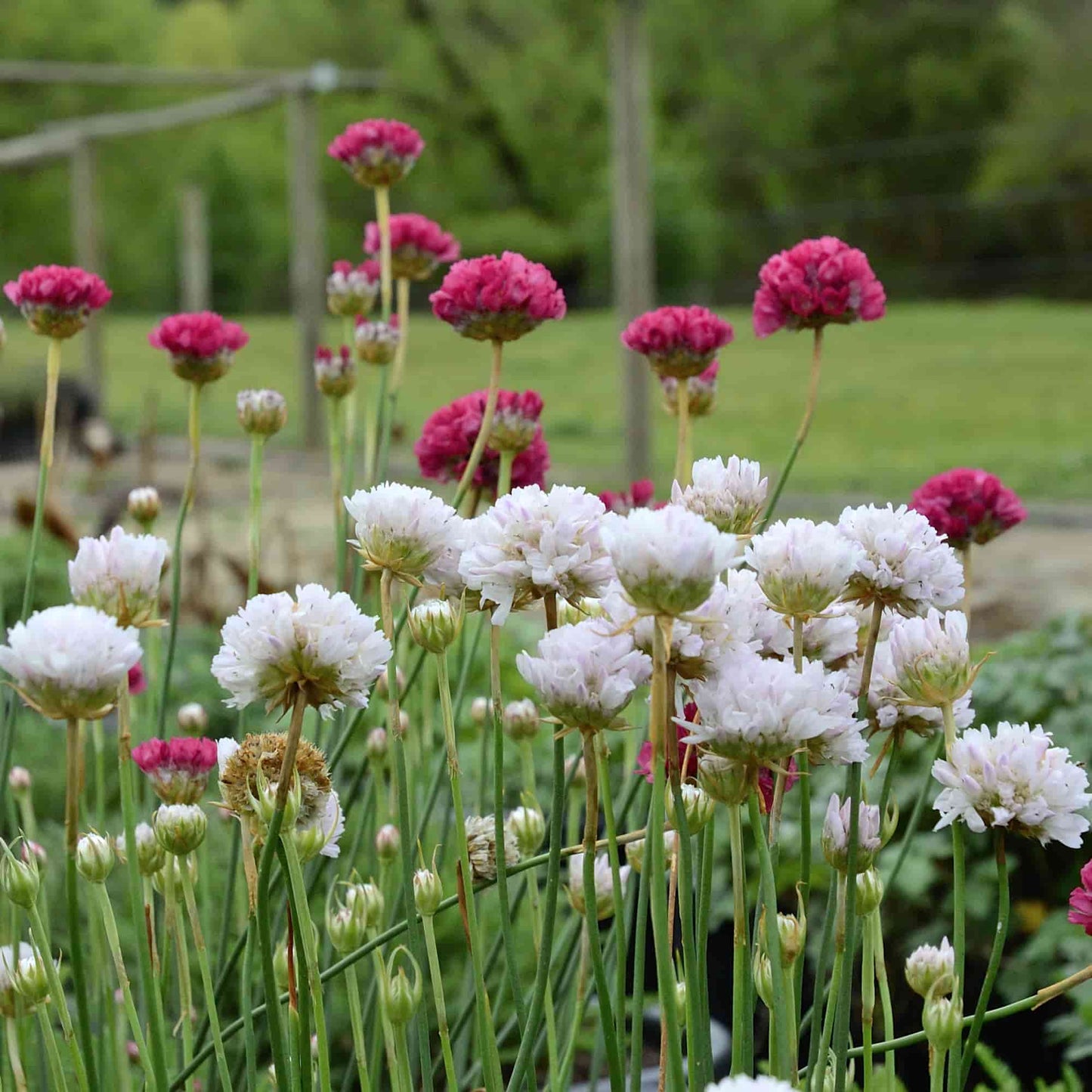 armeria-blush