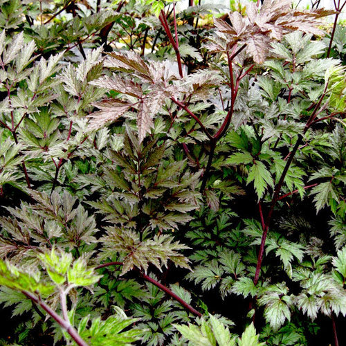 Artemisia 'Guizhou'