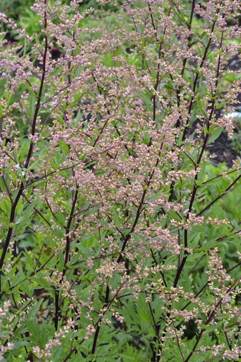 Artemisia 'Rosenschleier'