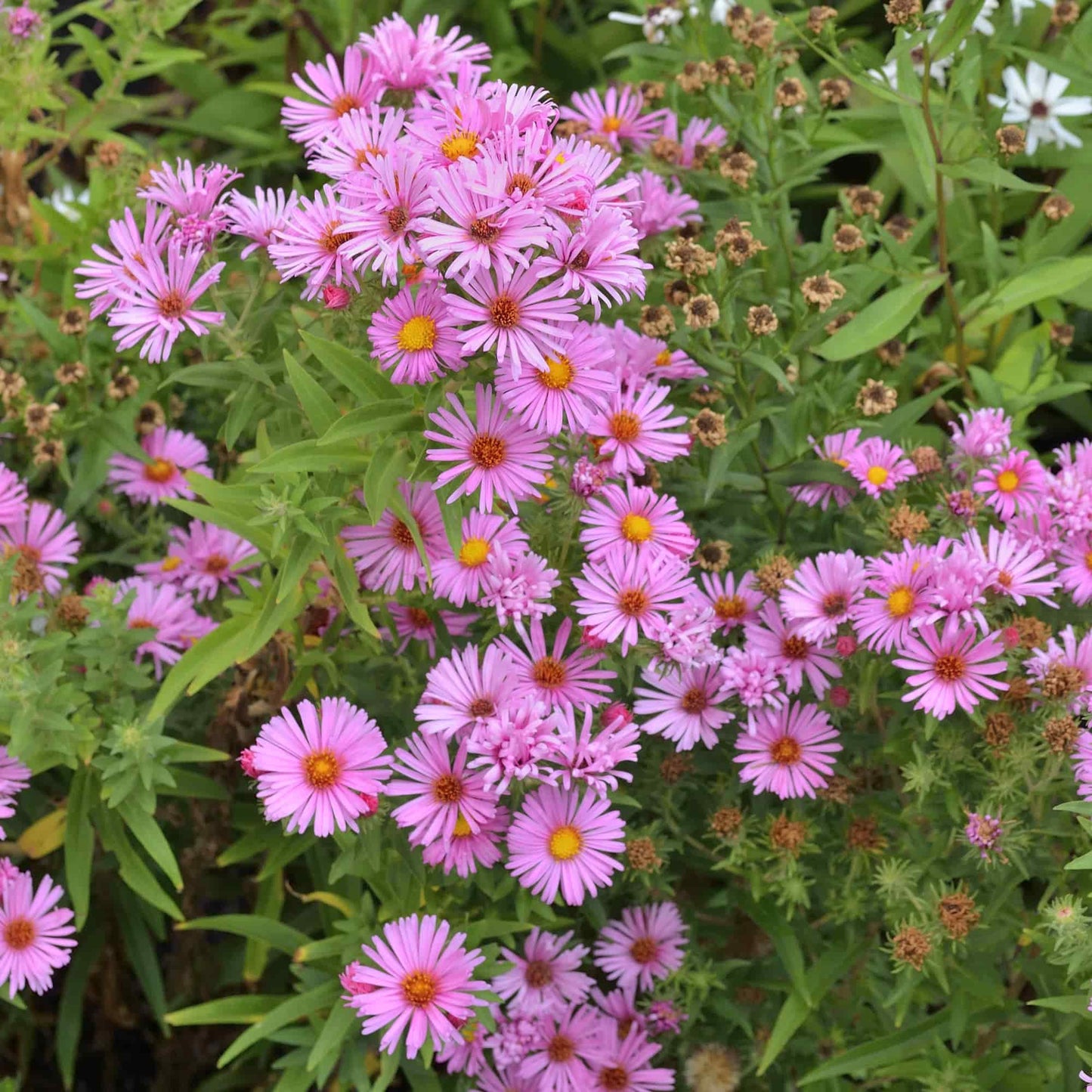 aster-barrs-pink