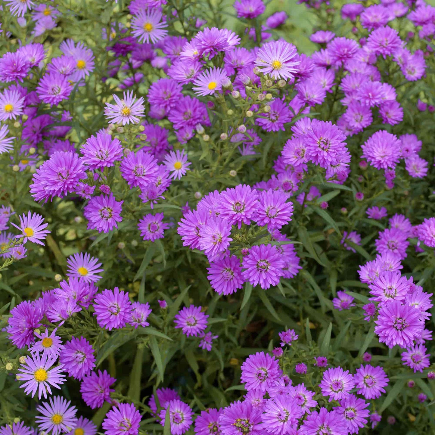 Aster 'Ruby Buttons'