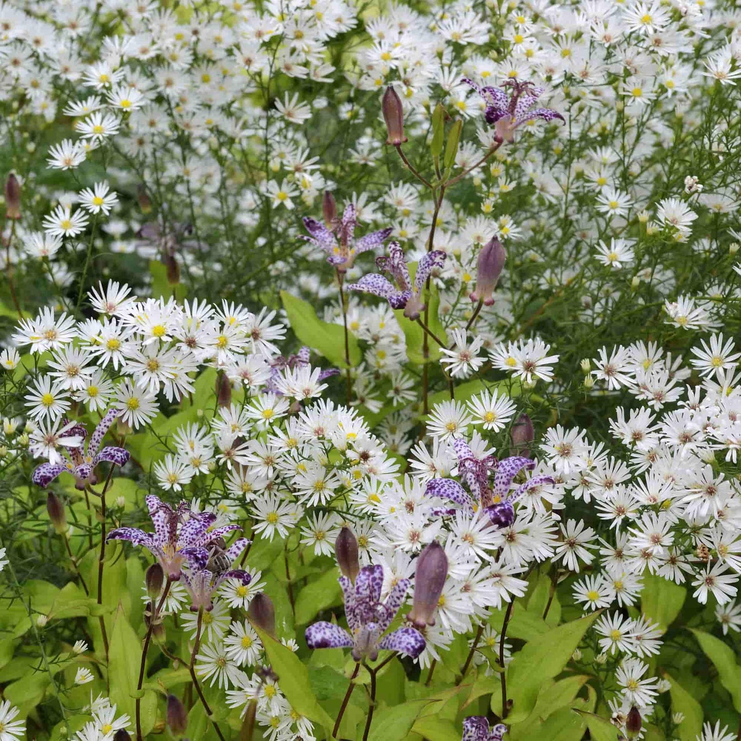 Aster Viminalis Alba