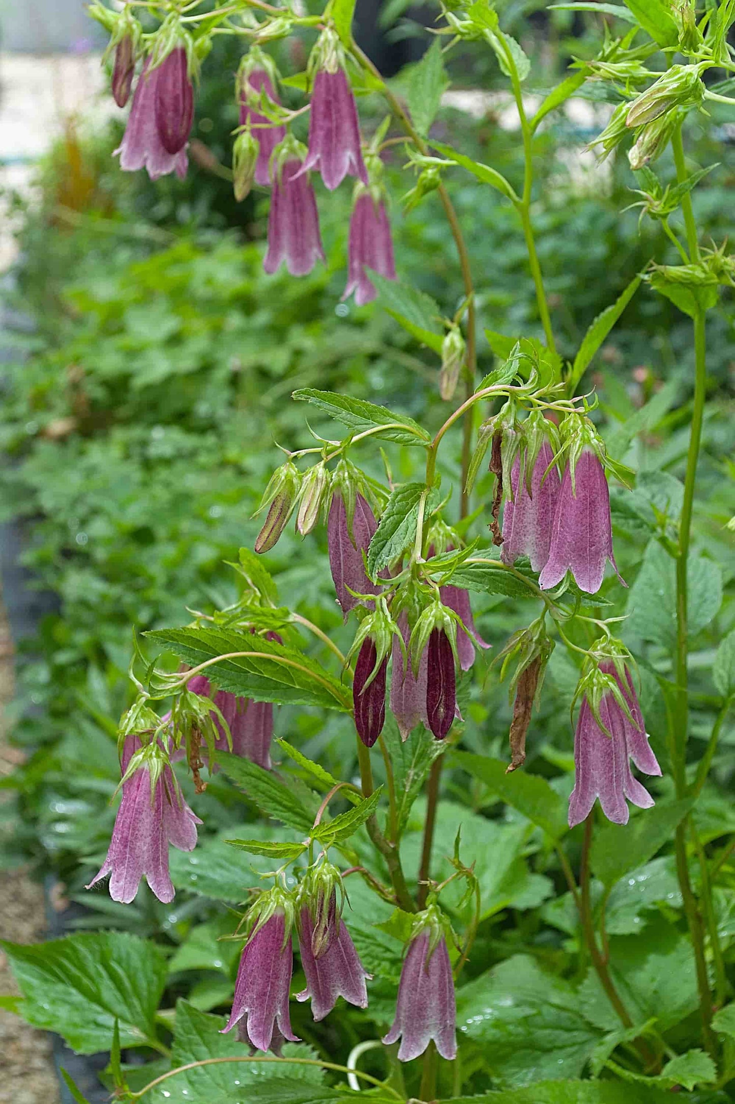 Campanula 'Elizabeth'