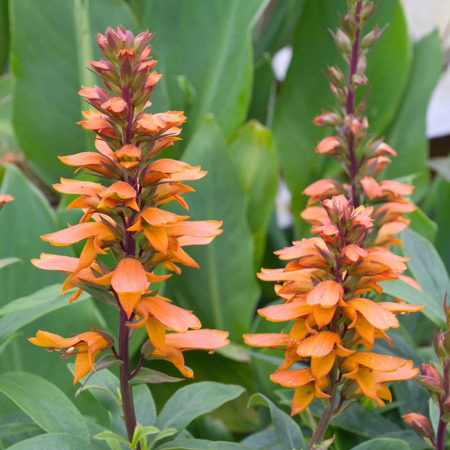 Isoplexis 'Canary Island Foxglove'