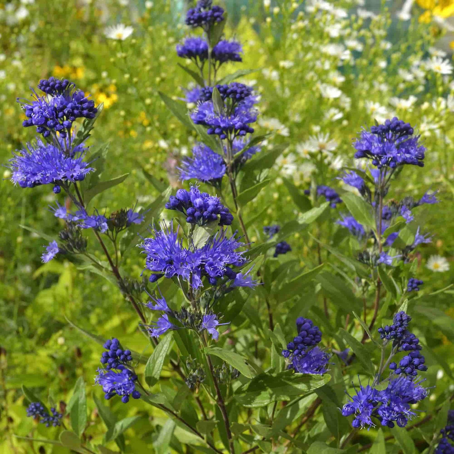 Caryopteris 'Heavenly Blue'