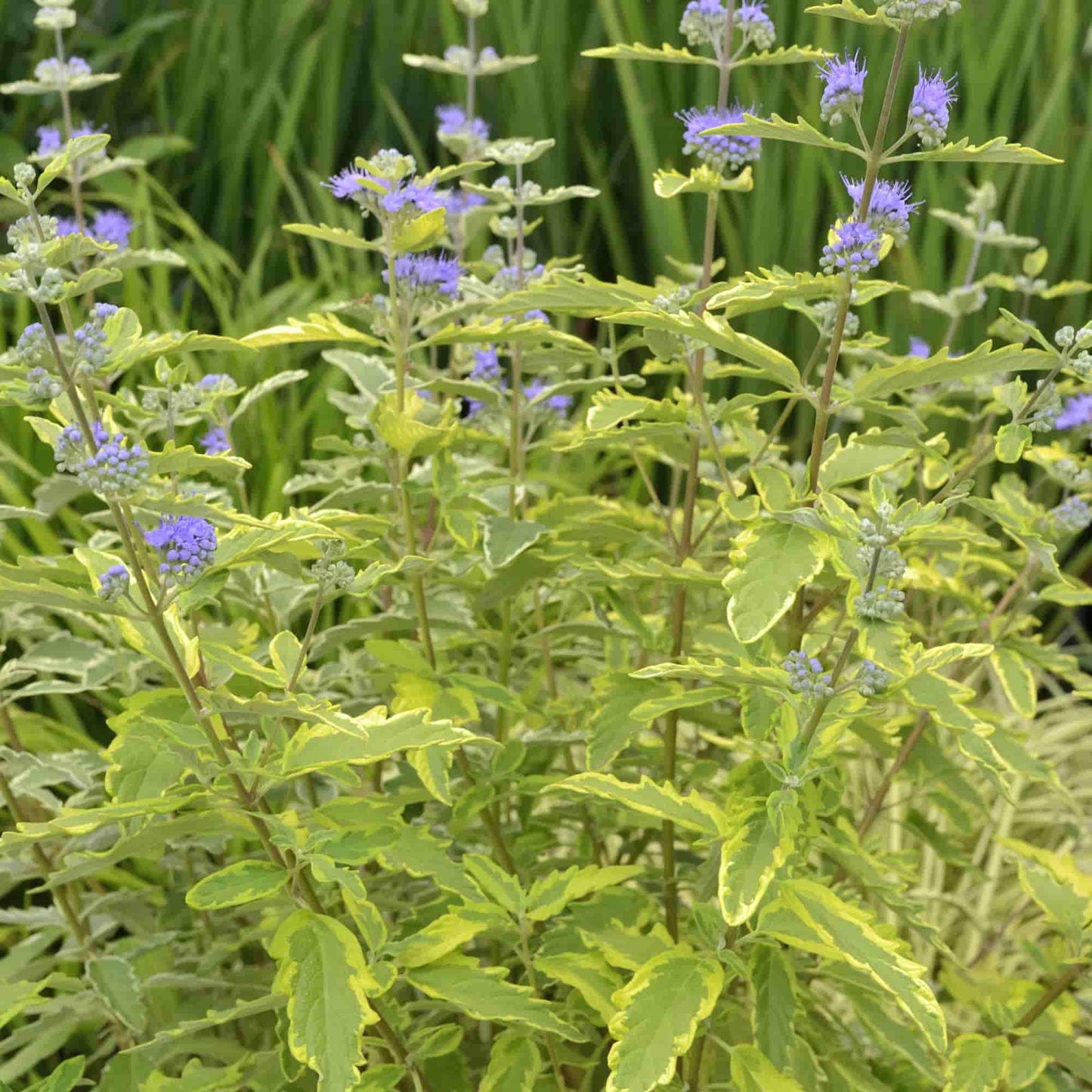 Caryopteris 'Summer Sorbet'