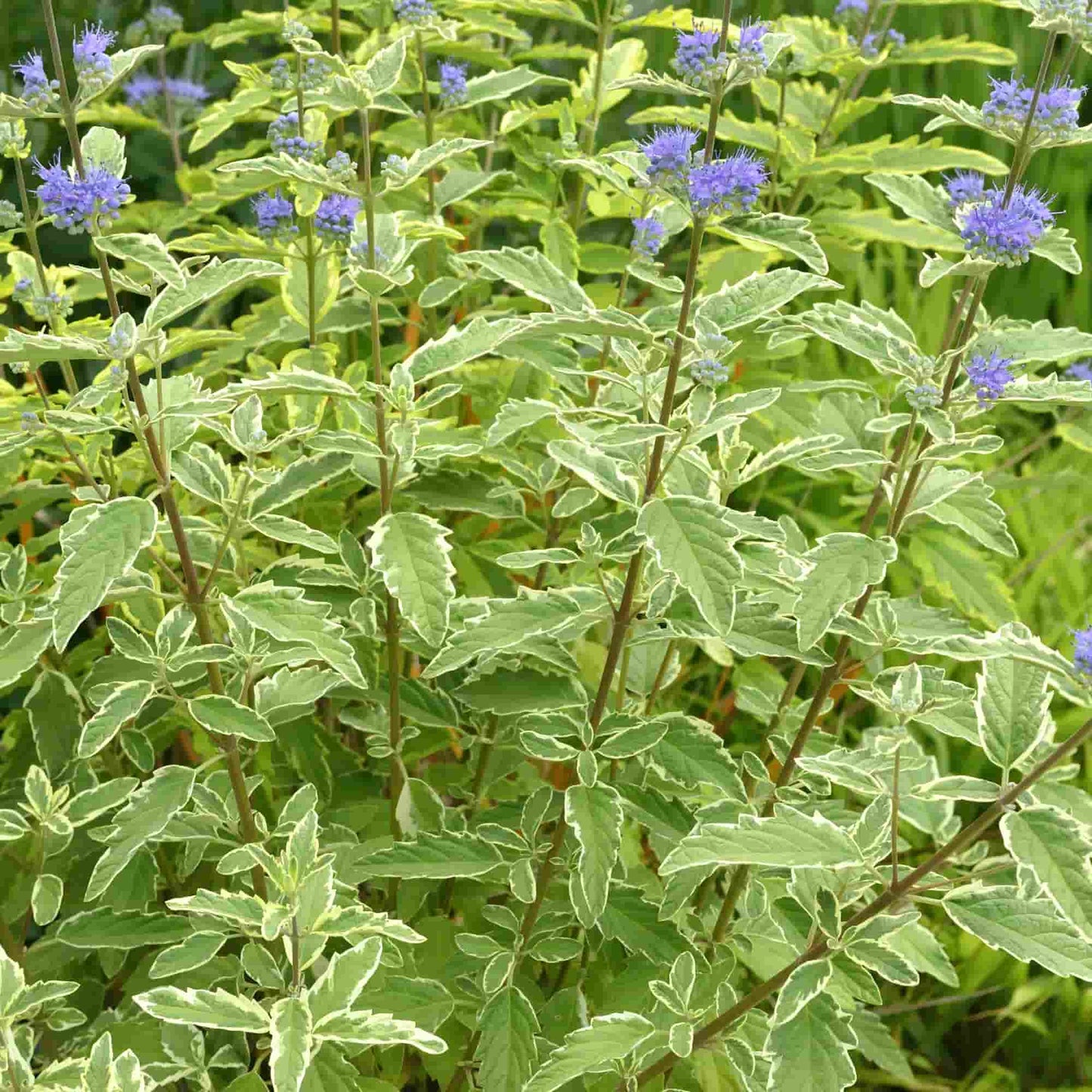 Caryopteris 'White Diamond'