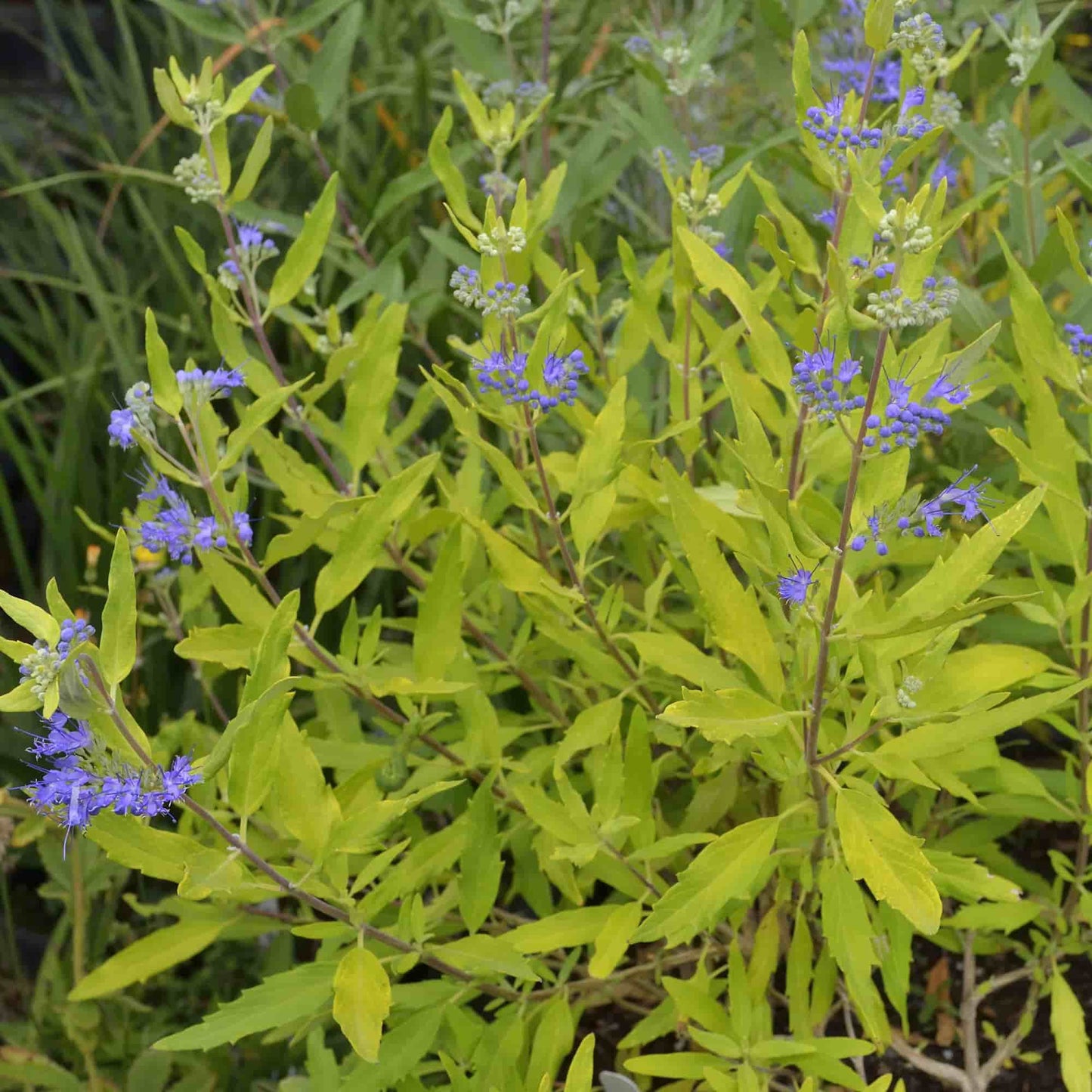 Caryopteris 'Worcester Gold'