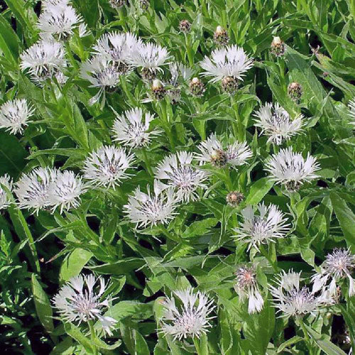 Centaurea montana alba