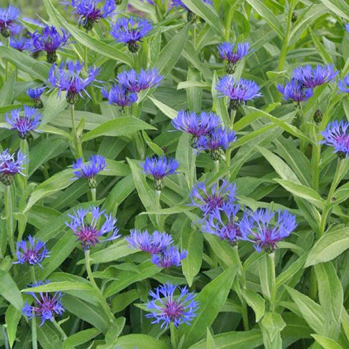 Centaurea montana blue