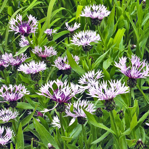 Centaurea montana pink