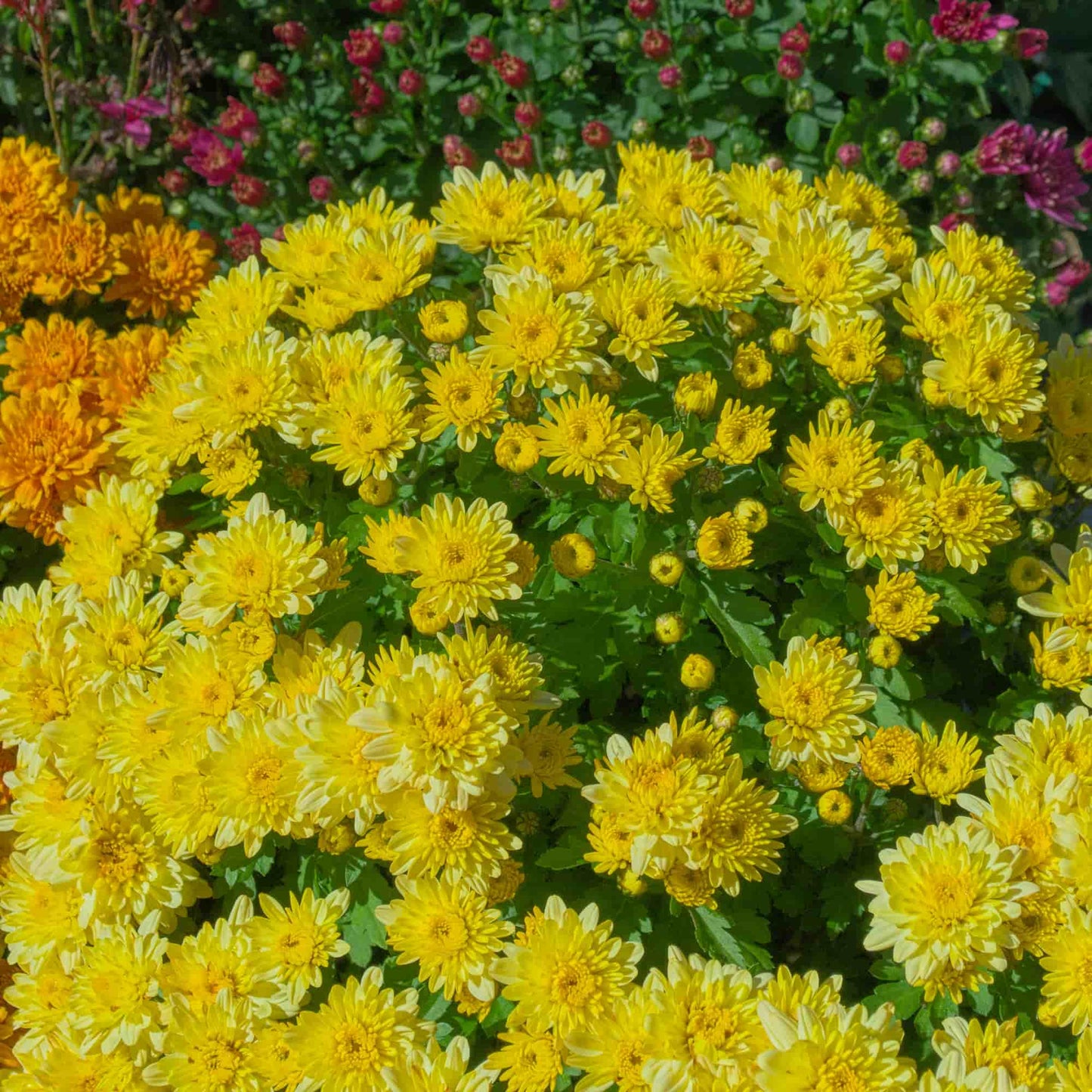 Chrysanthemum 'Adina Yellow'