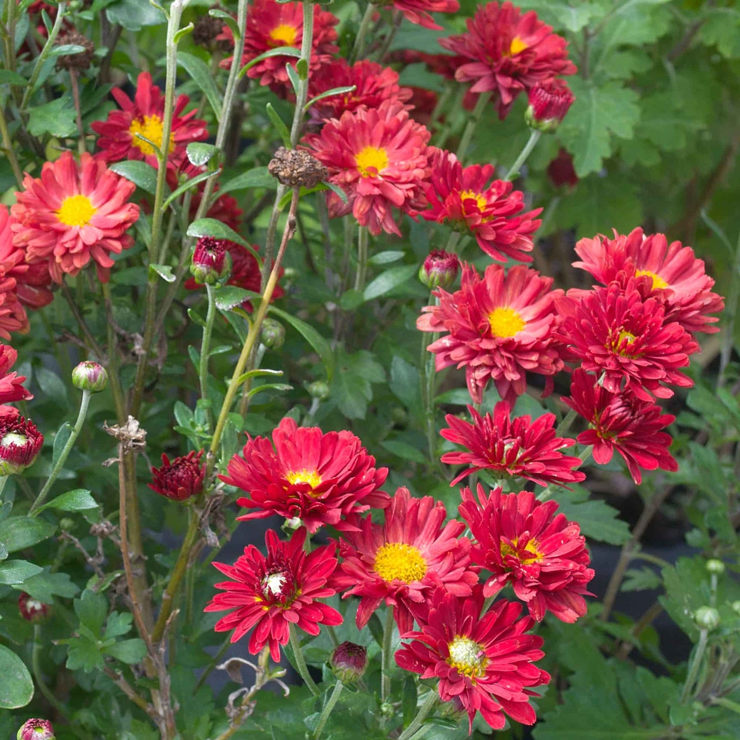 Chrysanthemum 'Buninyong Bronze'