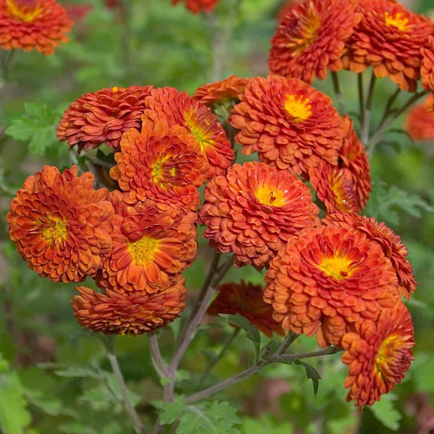 Chrysanthemum 'Copper Buttons'