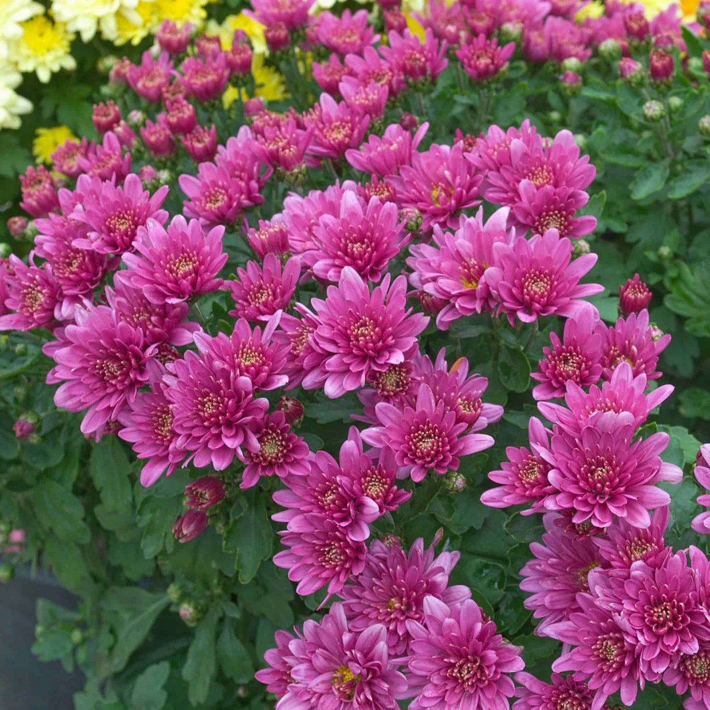 Chrysanthemum 'Melissa Pink'