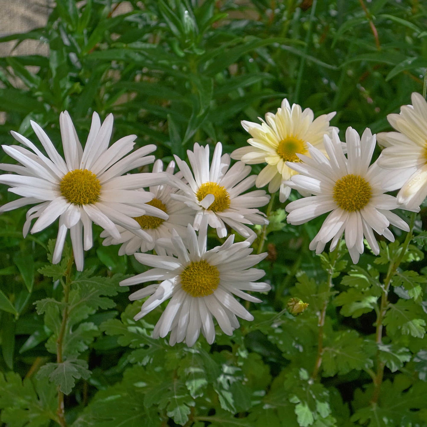 Chrysanthemum 'Queenies Variety'