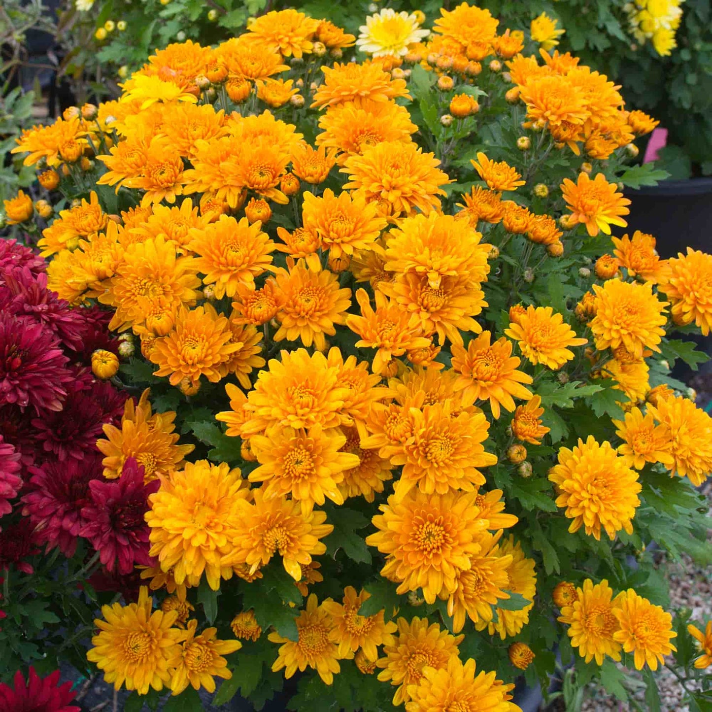Chrysanthemum 'Songa Orange'