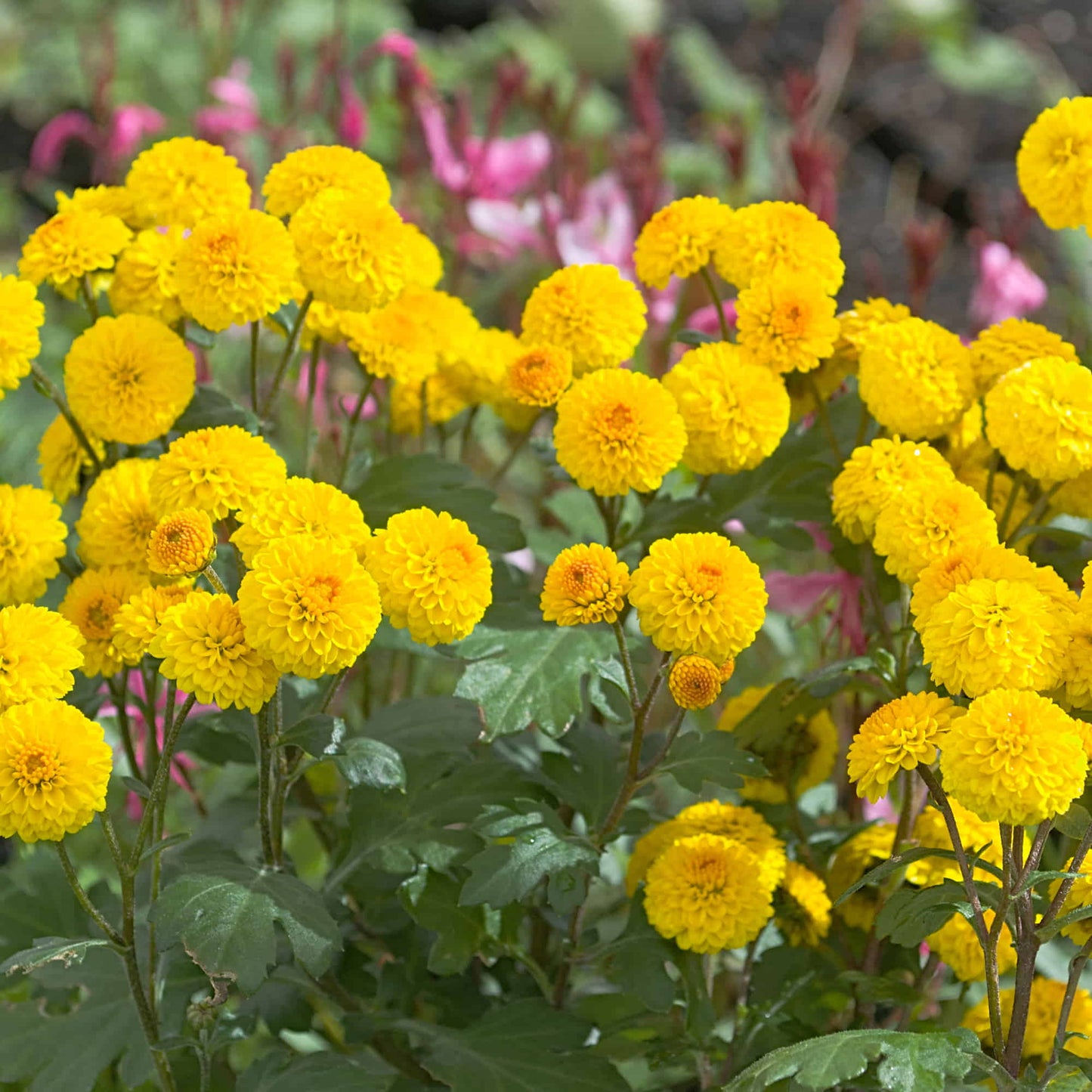 Chrysanthemum 'Yellow Buttons'