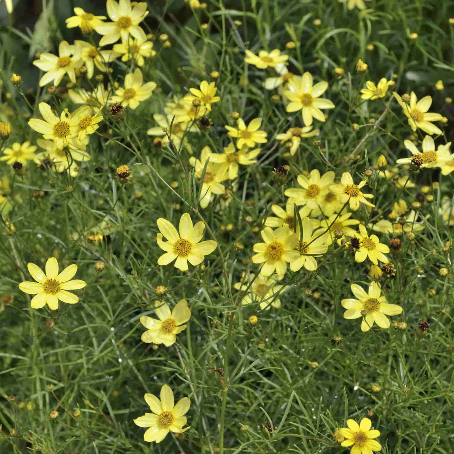 Coreopsis 'Moonbeam'