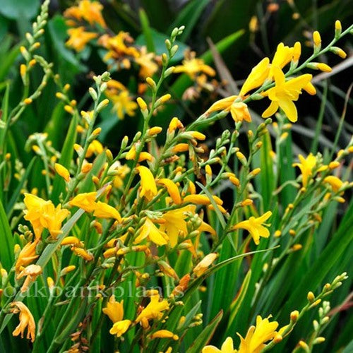 Crocosmia 'Golden Fleece'