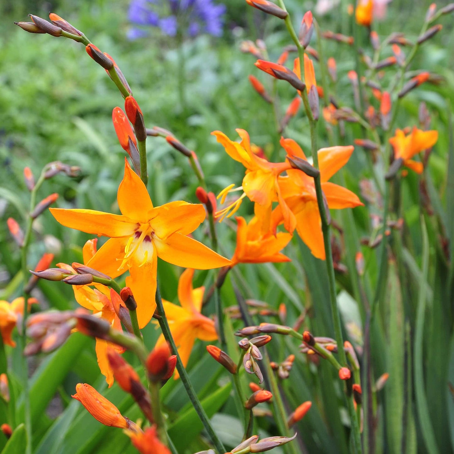 Crocosmia 'His Majesty'