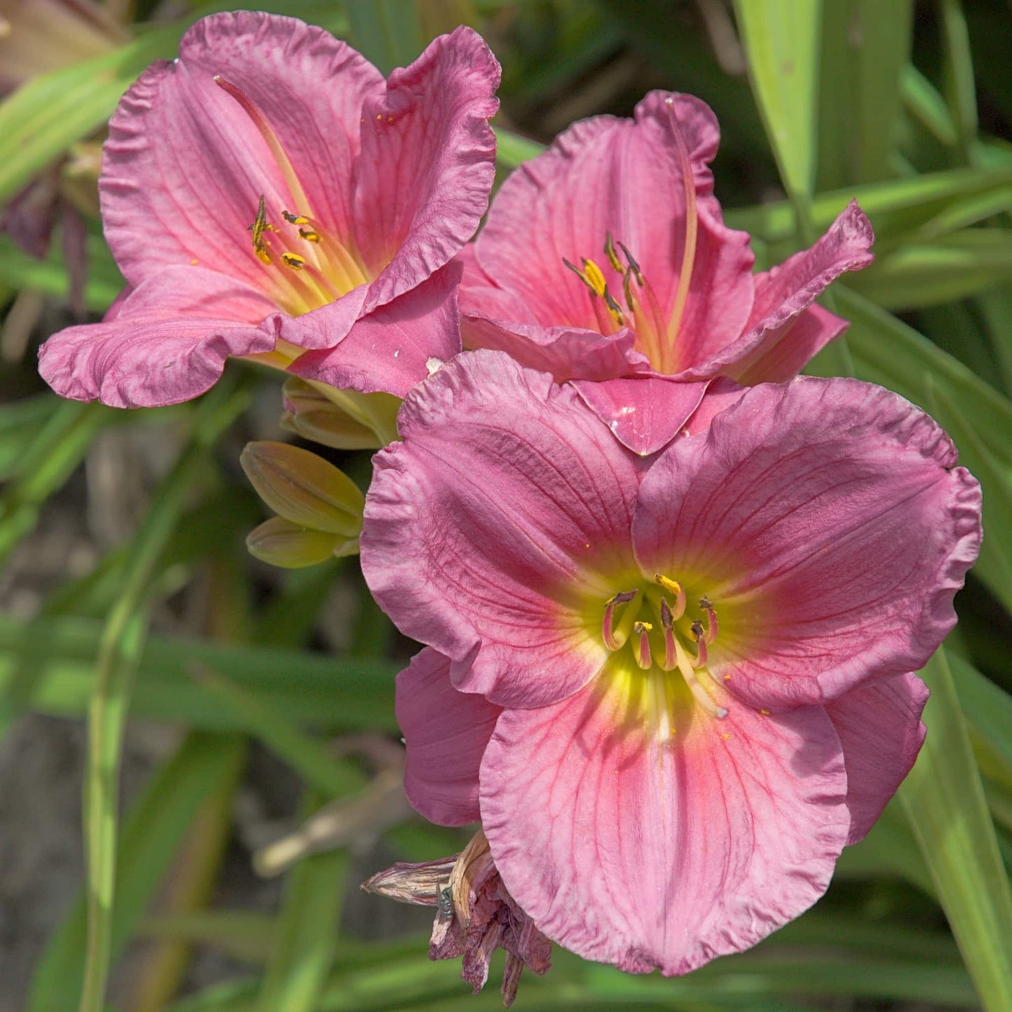Day Lily 'Coming Up Roses'
