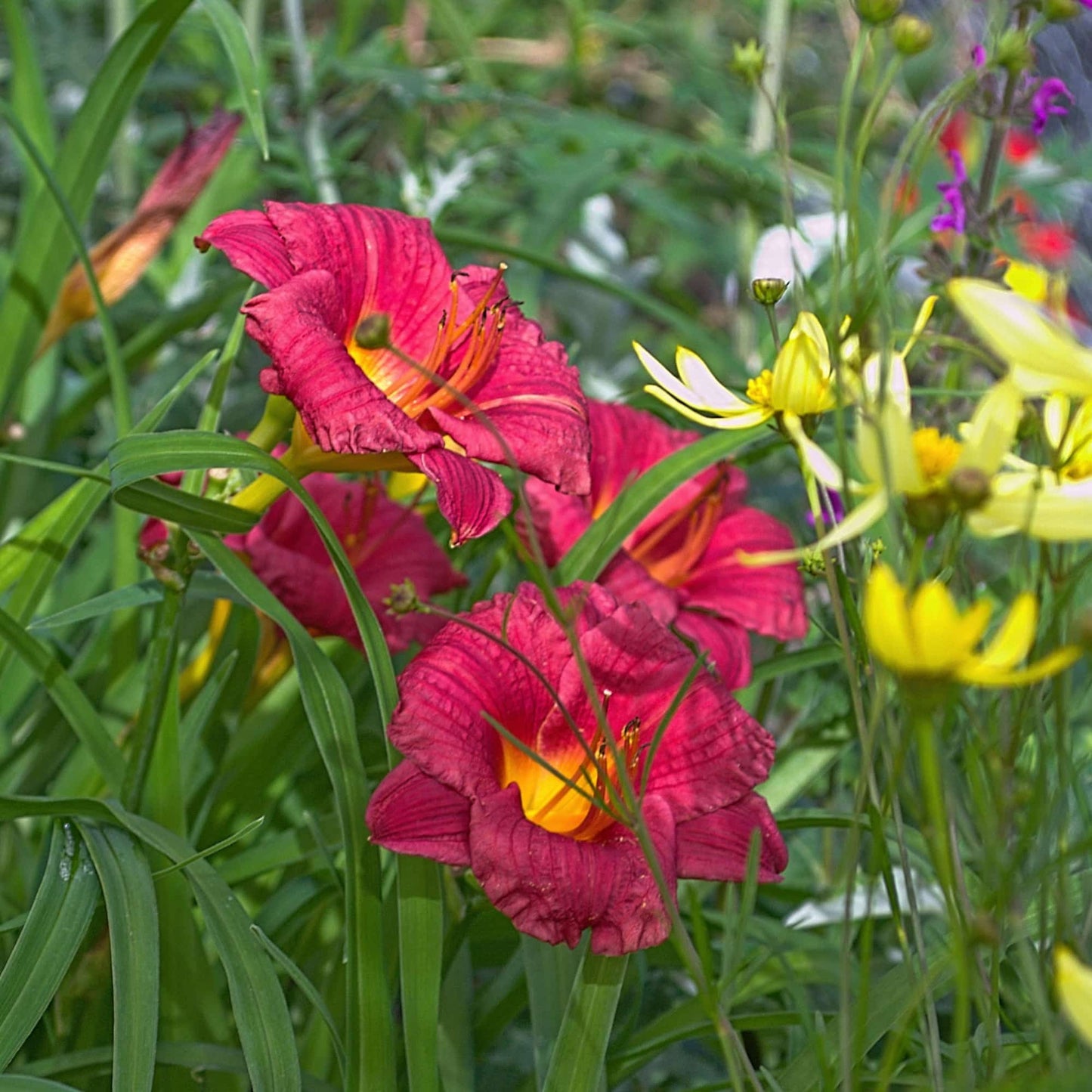 Day Lily 'Cranberry Baby'