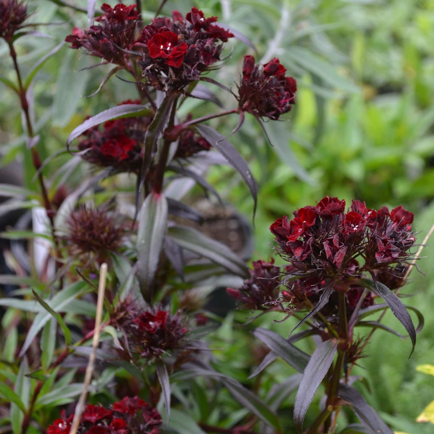 Dianthus 'Heart Attack'