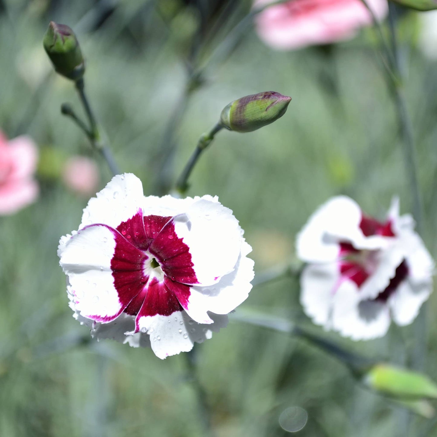 Dianthus 'Isolde'