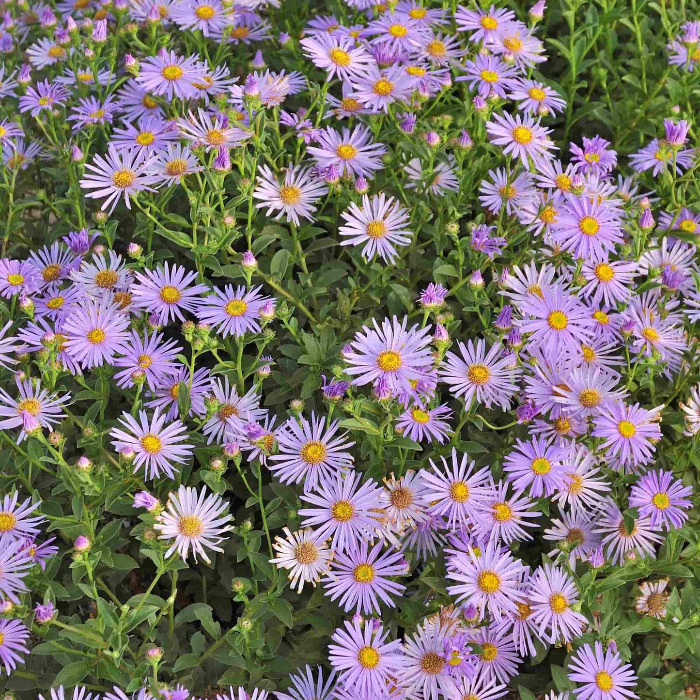 Erigeron 'Quakeress'