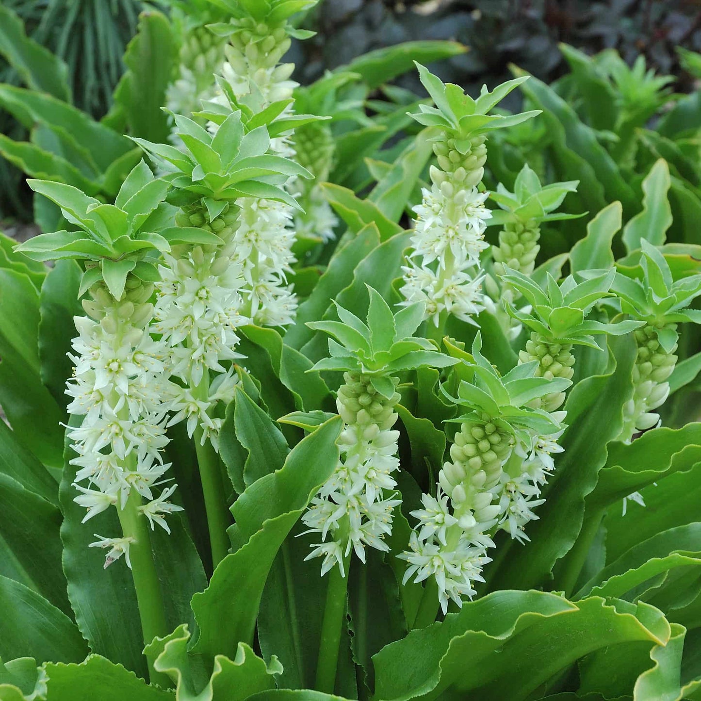 Eucomis Autumnalis