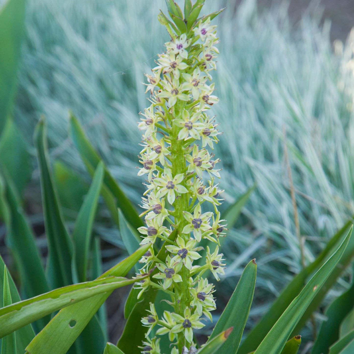 Eucomis comosa