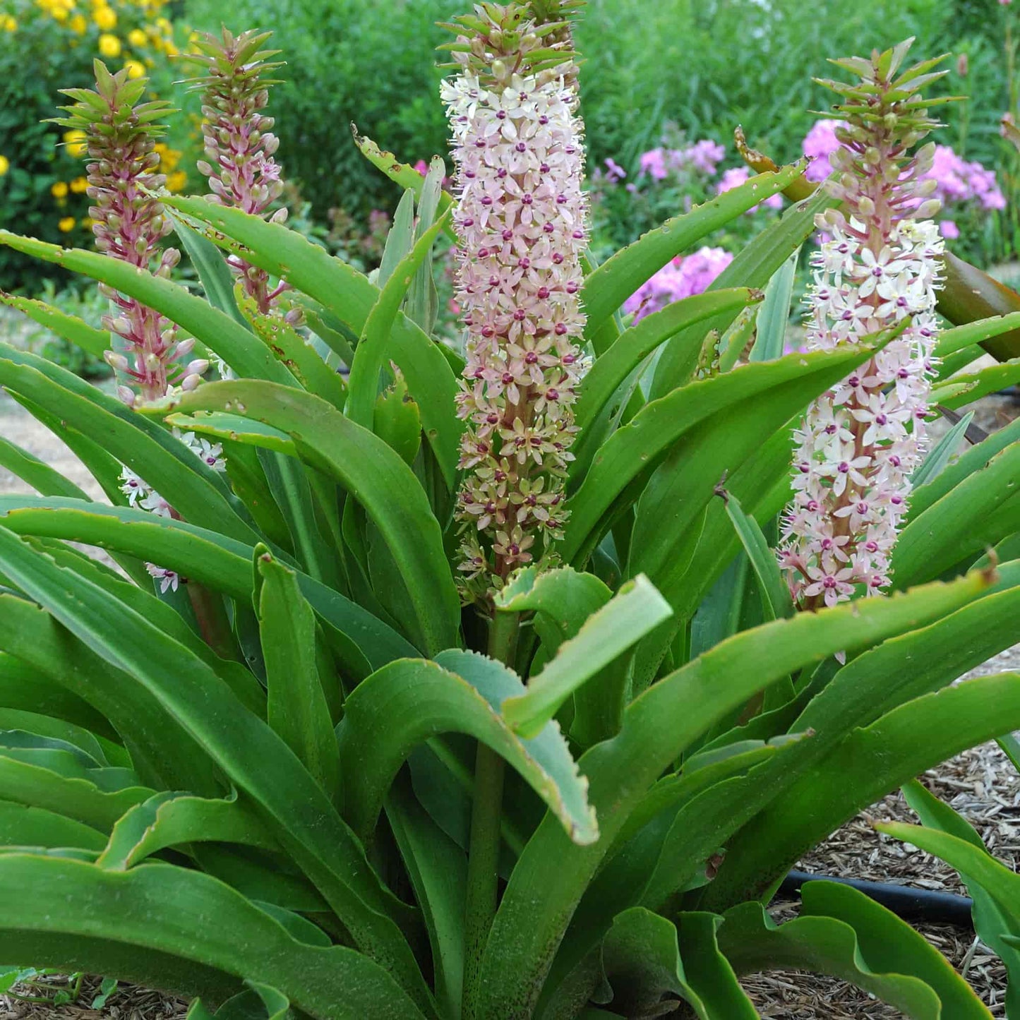 Eucomis 'Purple Tints'