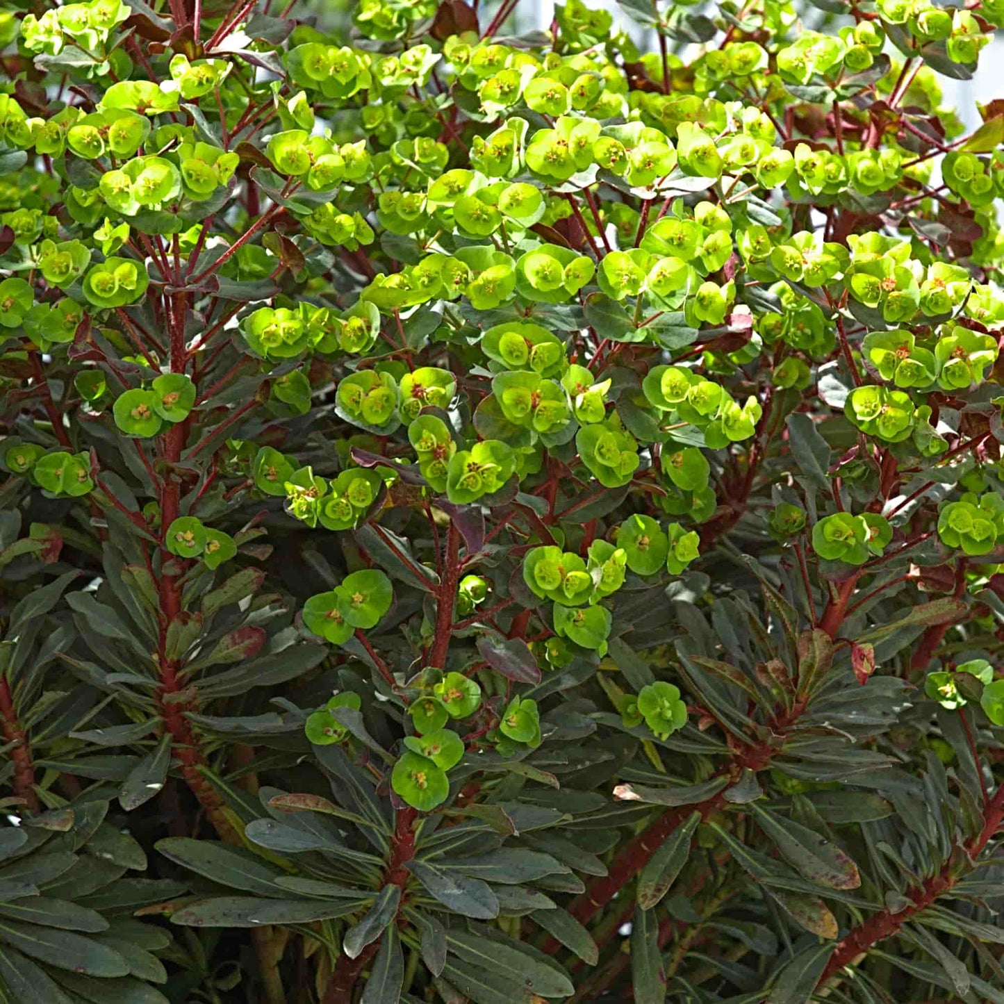 Euphorbia 'Craigieburn'