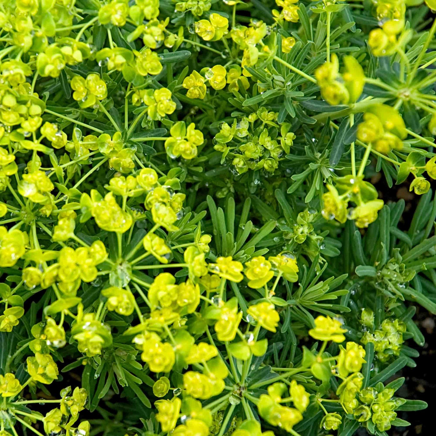 Euphorbia palustris
