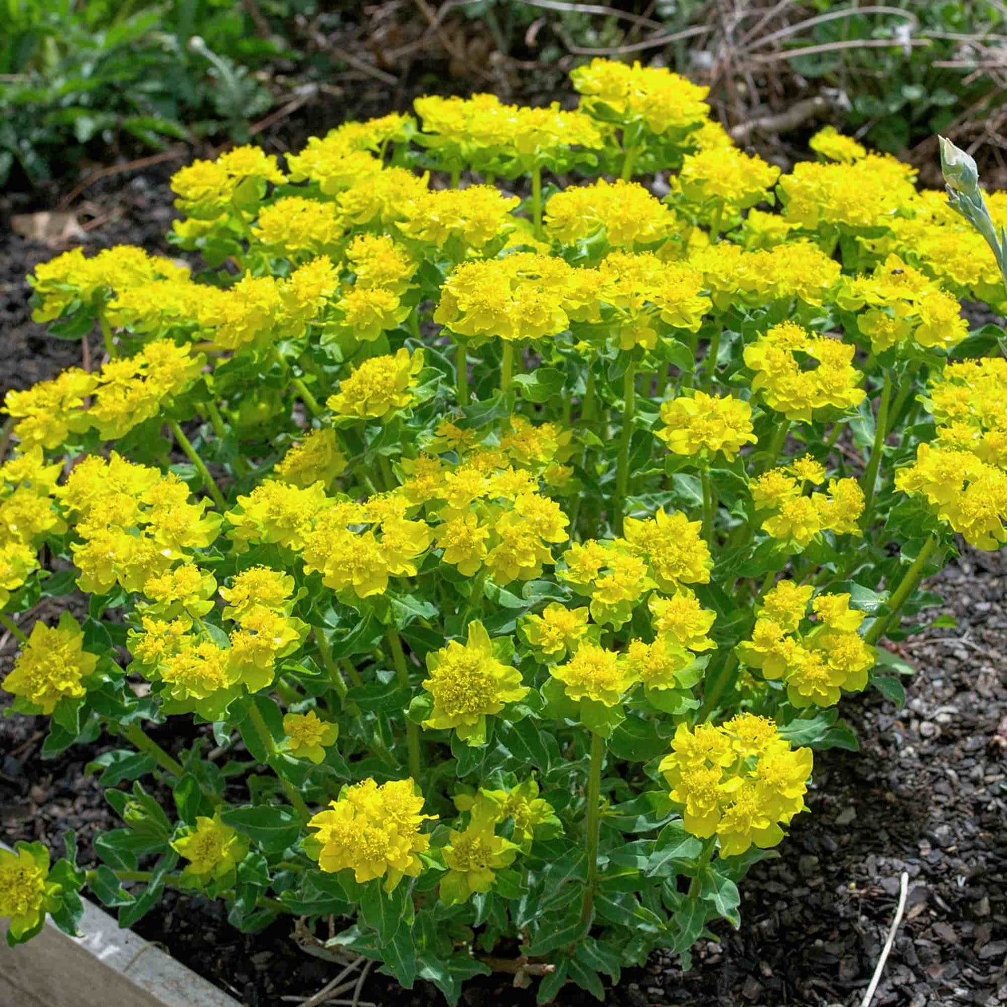 Euphorbia 'Polychroma'