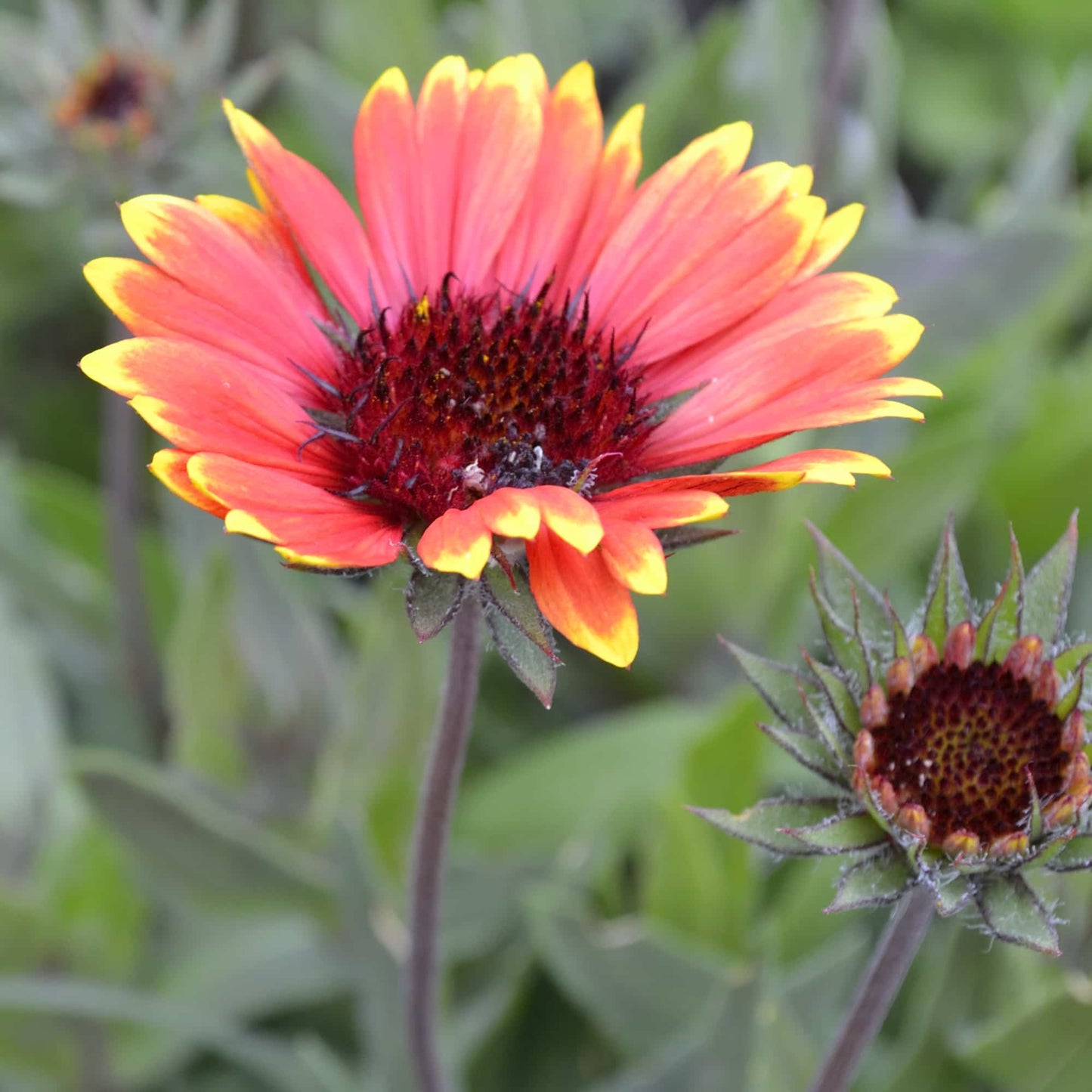 Gaillardia 'Oakbank Russet'