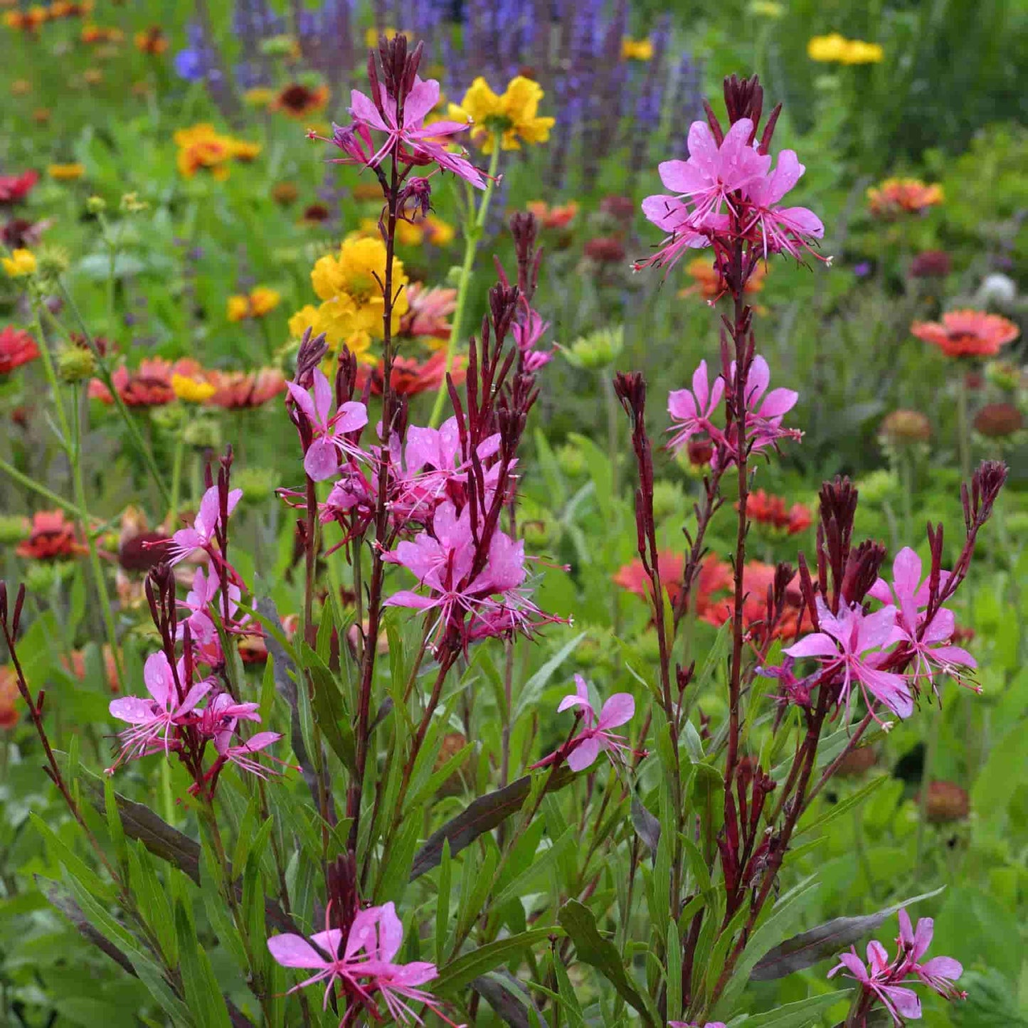 Gaura 'Blaze'