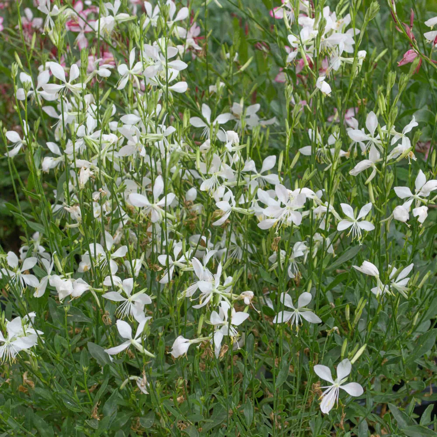 Gaura 'White Butterfly'