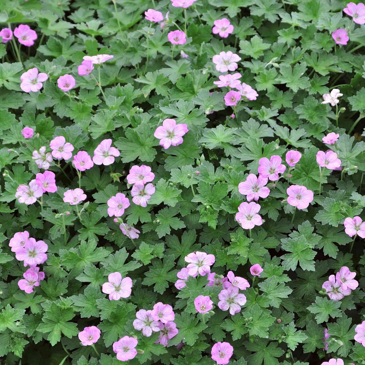 Geranium 'Mavis Simpson'