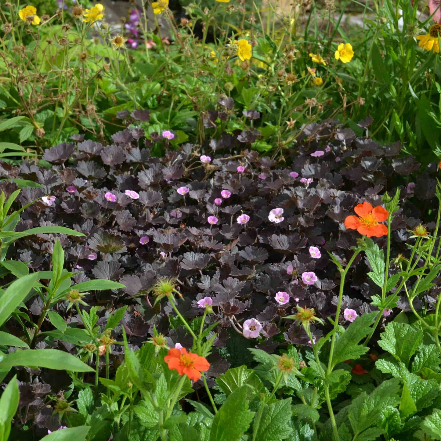 Geranium 'Oakbank Spice'