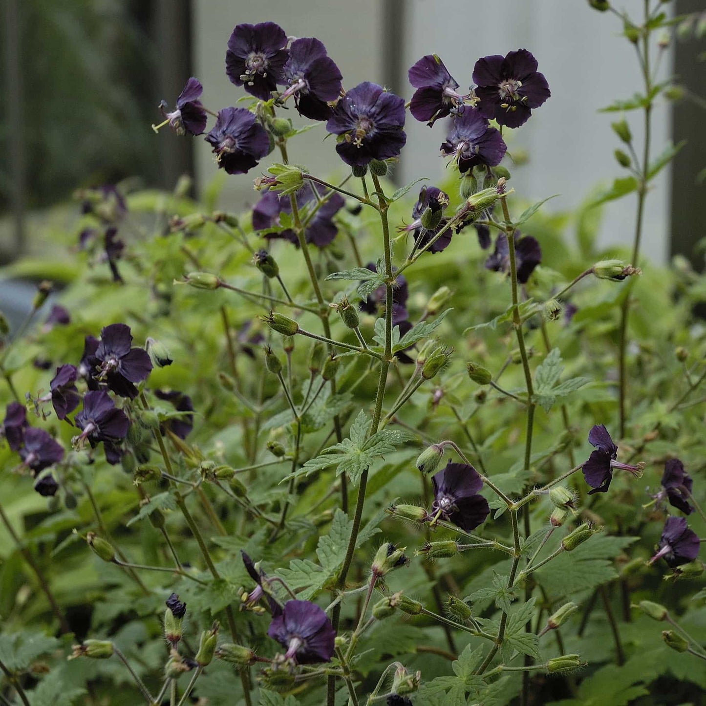 geranium-black-widow