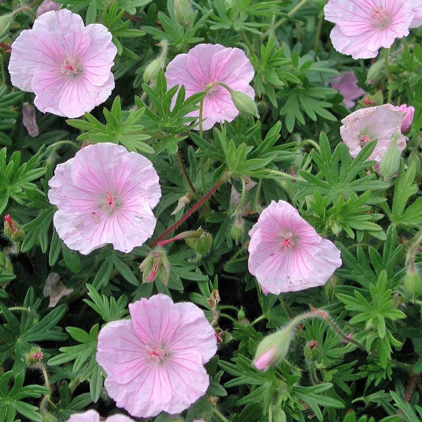 Geranium Sanguineum Striatum