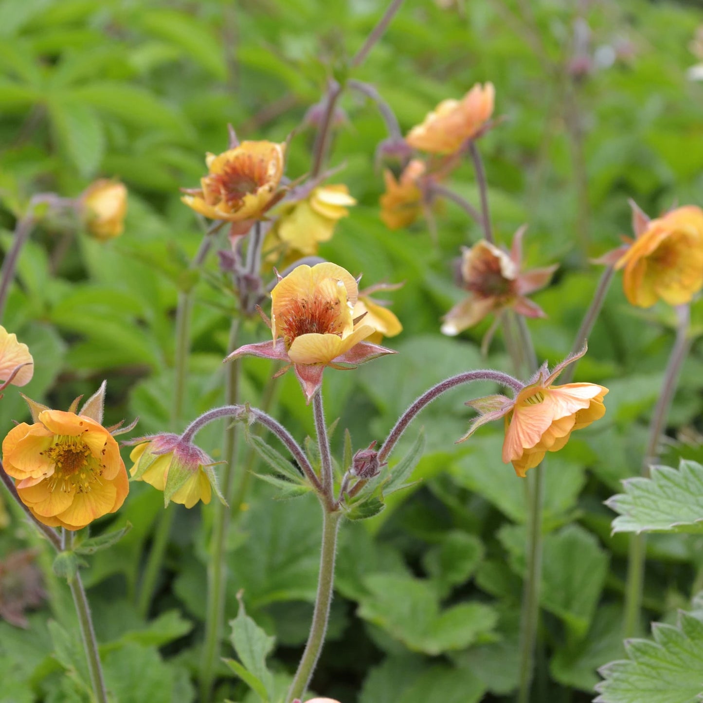 Geum 'Apricot Delight'