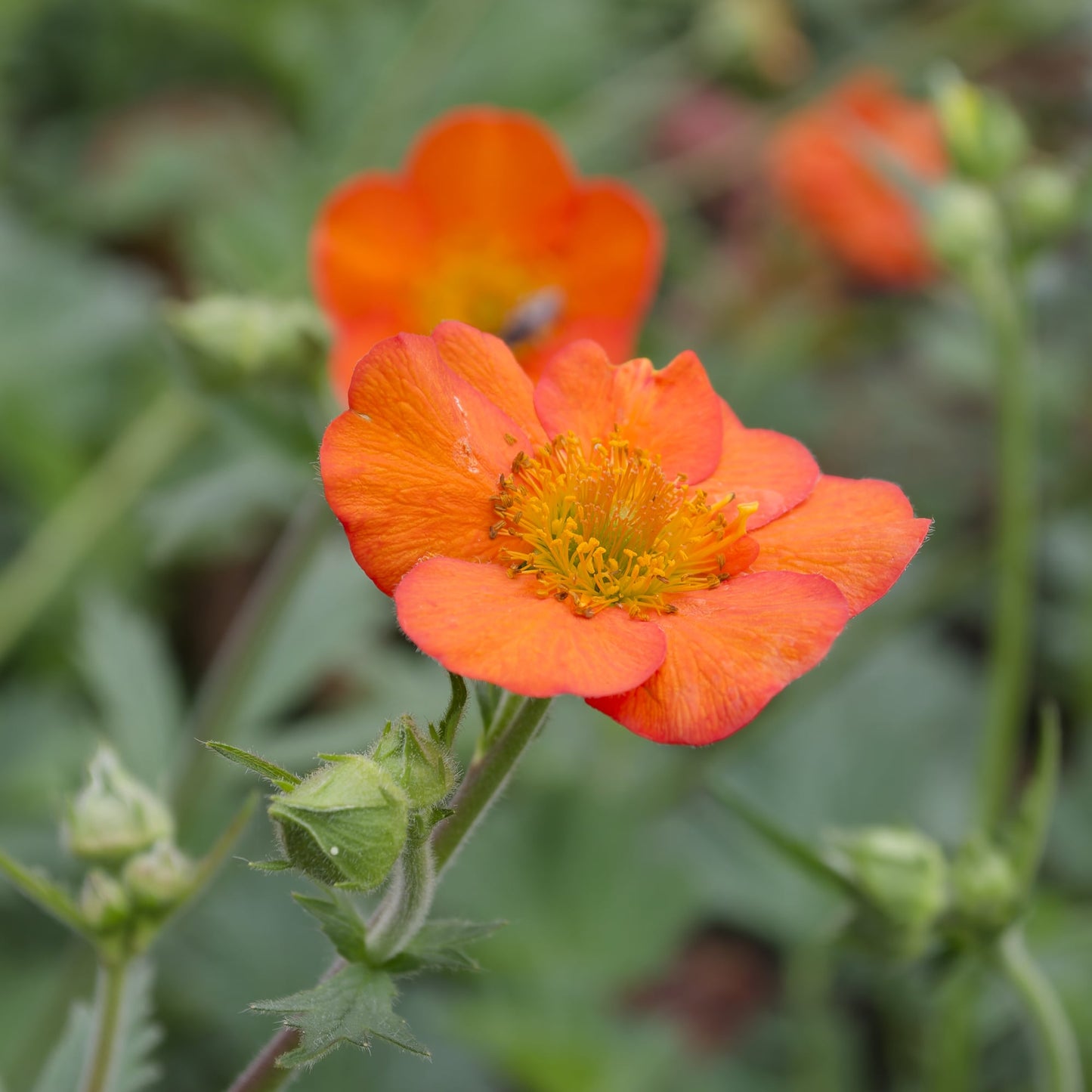 Geum 'Oakbank Orange'