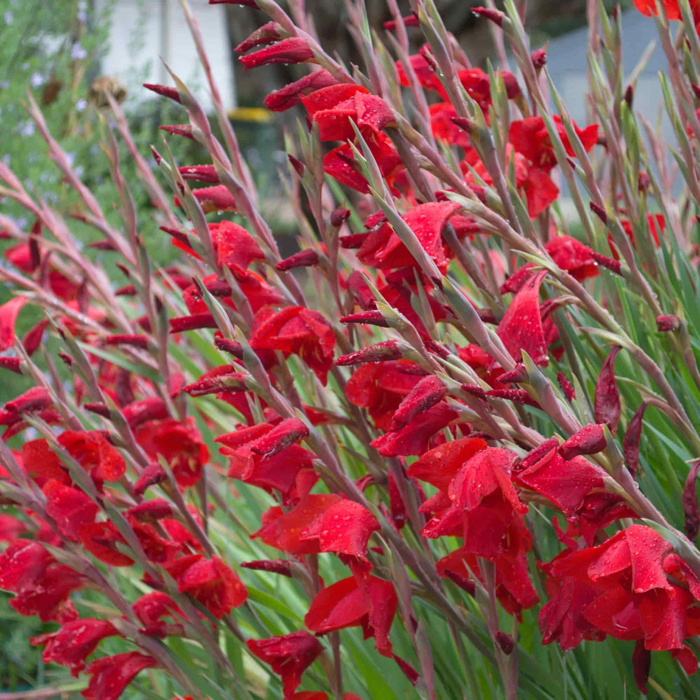 Gladiolus cruentus