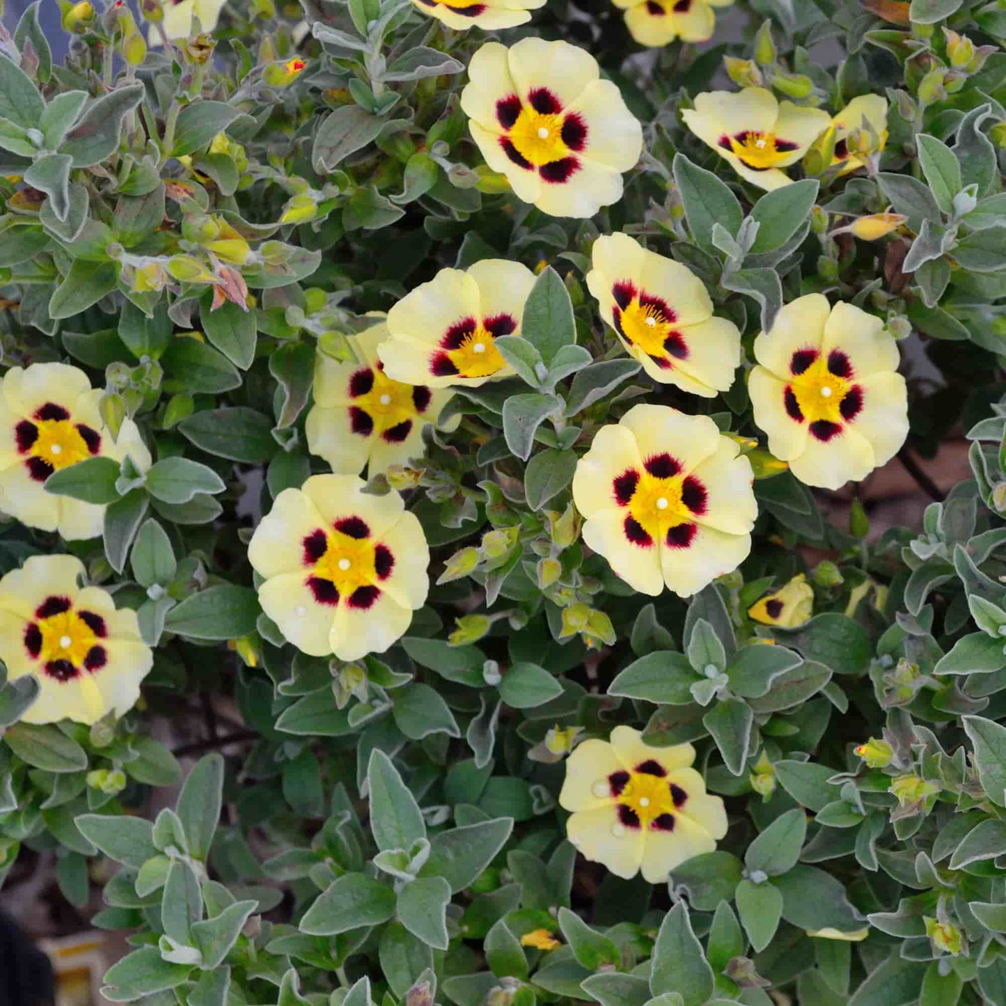 Halimiocistus 'Merristwood Cream'
